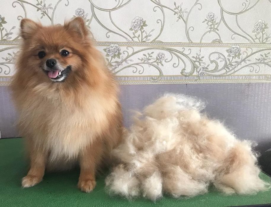 Груминг. стрижка собак