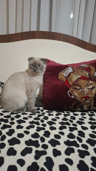 Продам сиамскую вислоушку