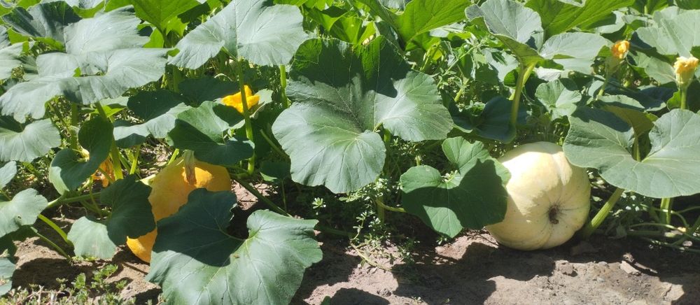 Продам тыкву дачную