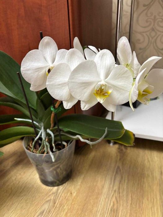 Орхидеи, домашнее цветение