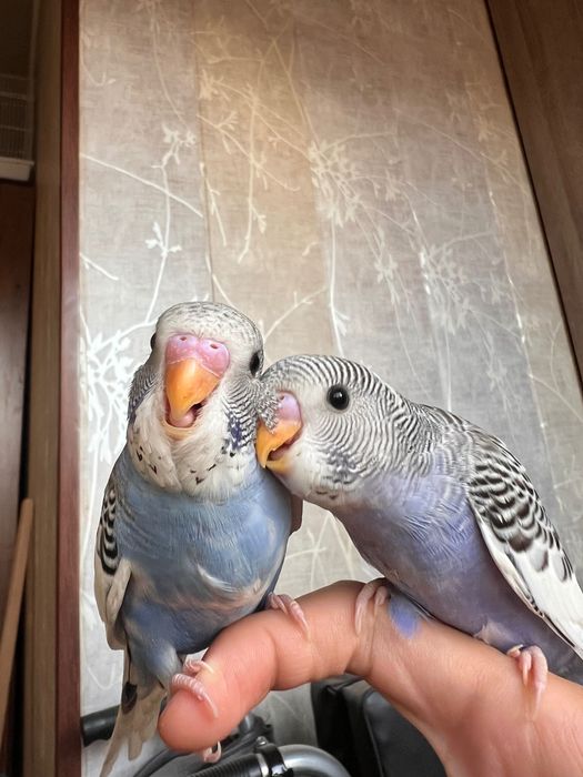 Popugay Волнистый Ruchnot to’tiqush Valnistiy