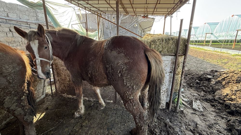 Rasiski Abakan Toy BIYA bor  SOTILADI