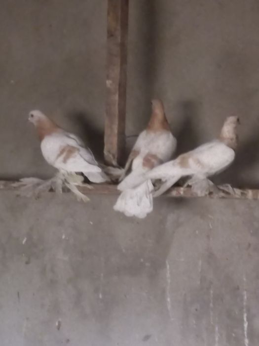 Продаются голуби