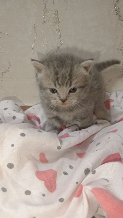 Котятя скоттиш фолд и скоттиш страйт