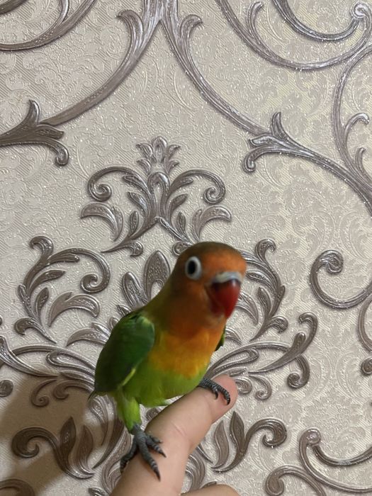 Ruchnoy popugay sotiladi