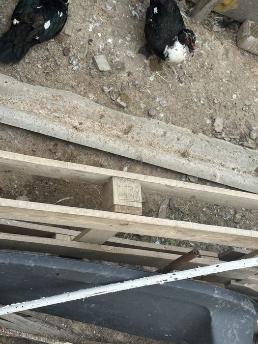 Индаутка ургашы еркег сатылады