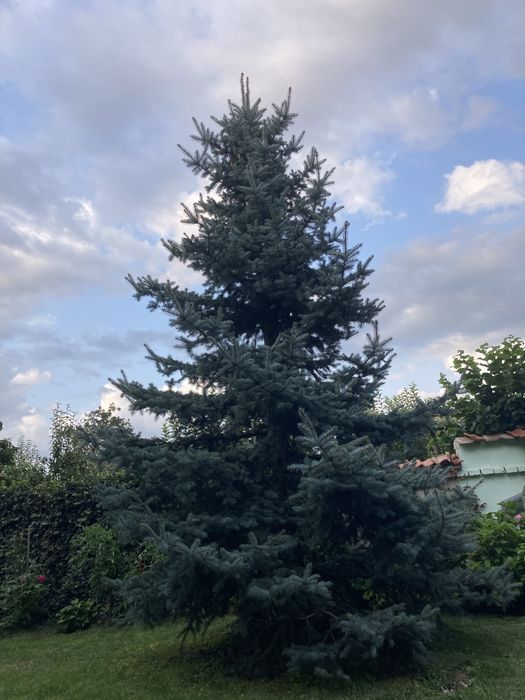 Brad argintiu 6-7 m, cu radacina