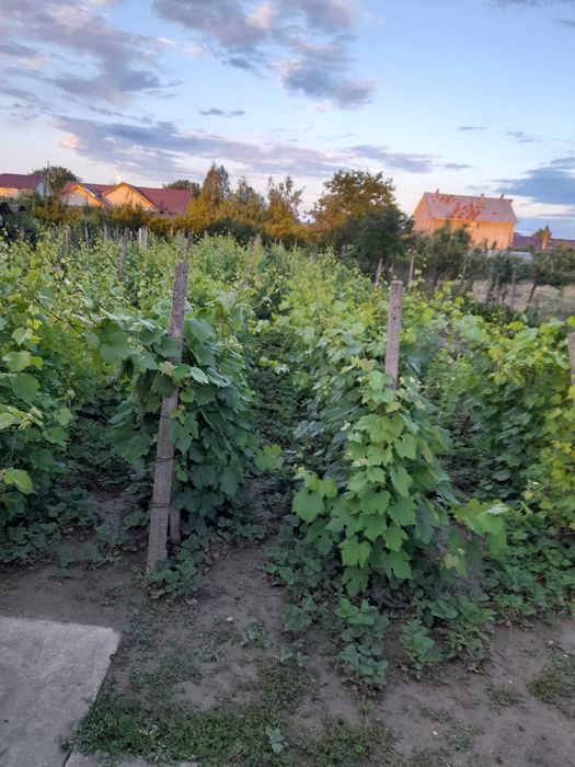 Casa de vanzare Golesti-Vrancea