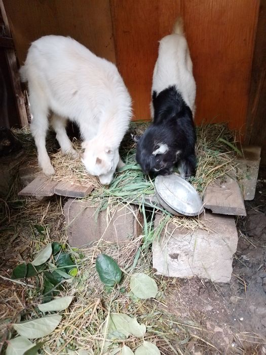 Țapi rasa La Mancha