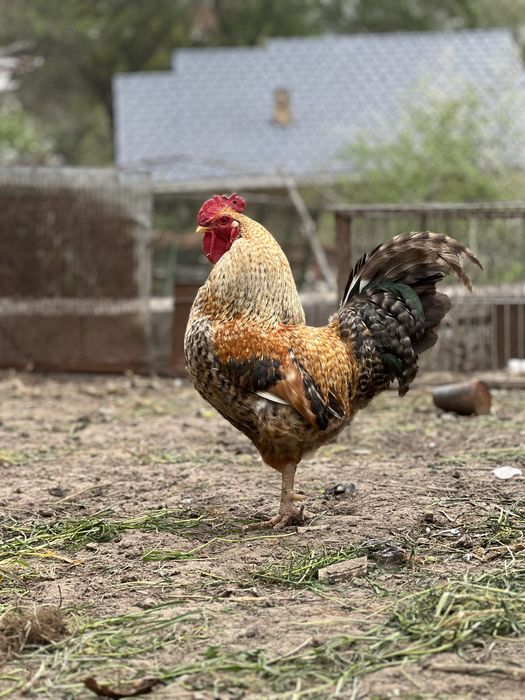Петухи молодые домашние