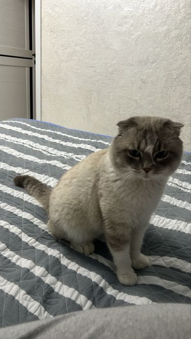 Кот ищет себе девушку