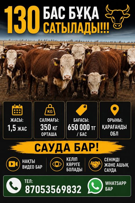 Бұқалар сатылады