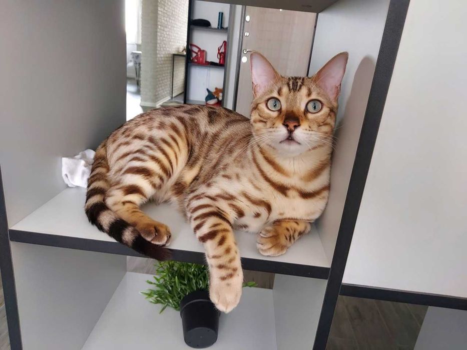 Бенгальский кот (Боня)