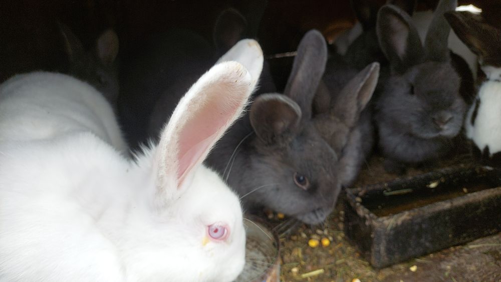 Vand iepurași albastrii