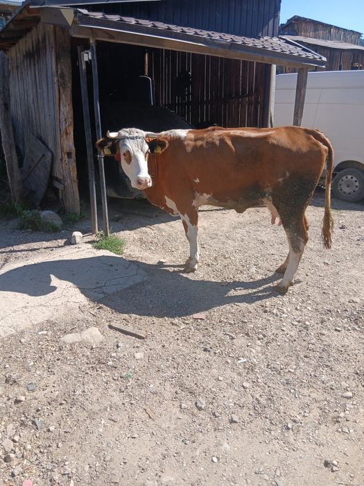 De vânzare vaca cu lapte