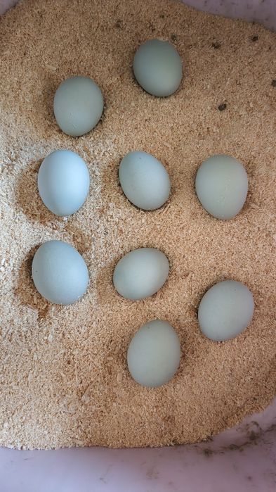 Uxeyul tovuq tuxumlari sotiladi