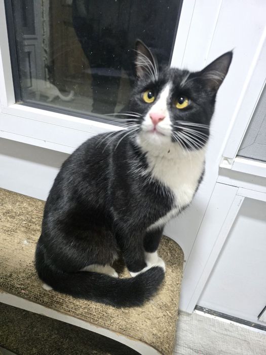 Кошечка, домашняя, стерилизованная