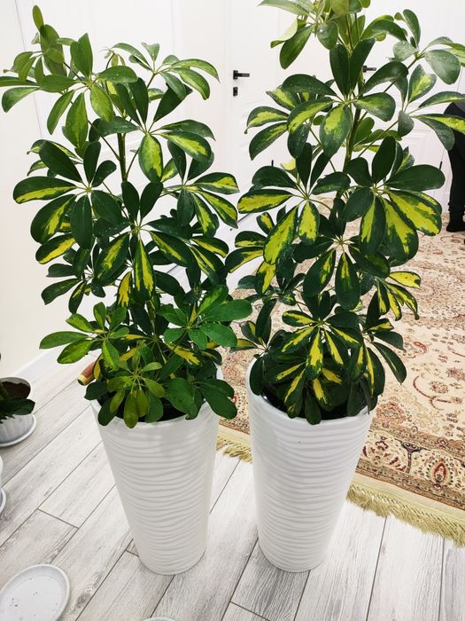 Комнатные растения. доставка