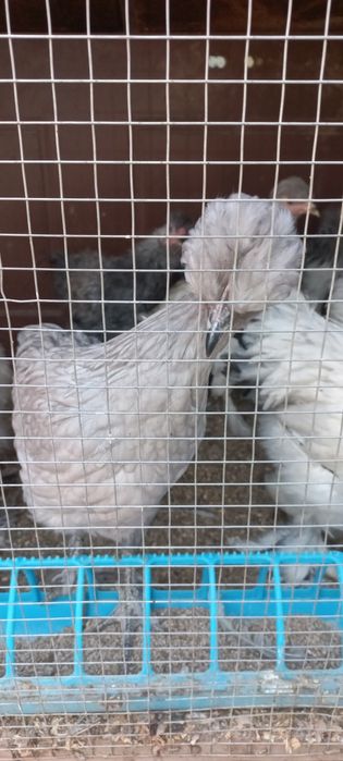 Брама тухумлари сотилади бостириша уругланга