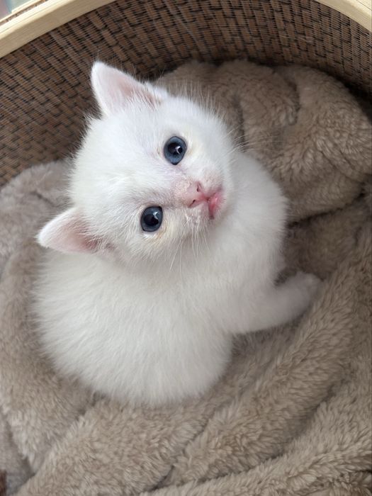 Британский котенок
