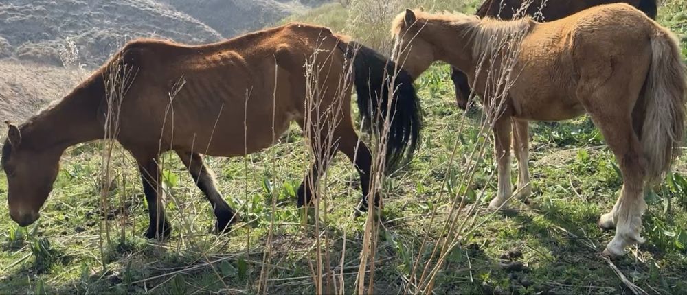 Бие жабағысымен