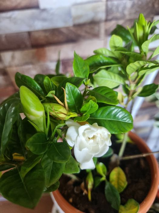 Гардения Ароматний Gardeniya daraxt guli Arzon narxda Tayyor holatda T