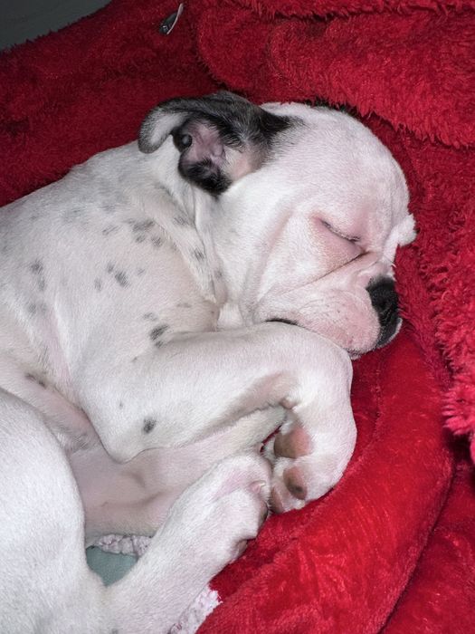 Френски Булдог момиче