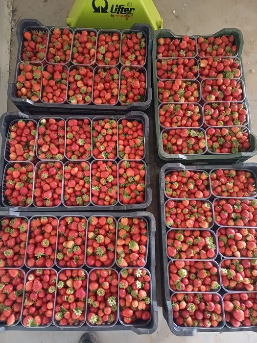 Vand stoloni capsuni remontanti