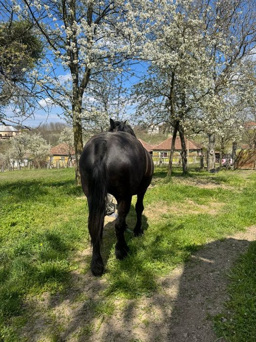Vând iapa gestanta in 8 luni