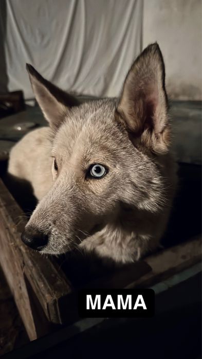 Щенки-> Помесь хаски и лайки