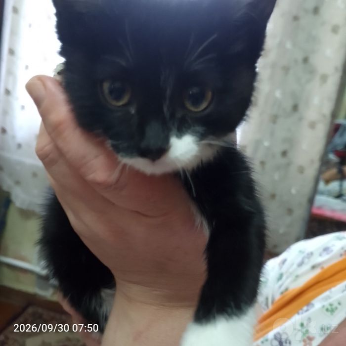 Отдаем Котенка в Добрые Руки