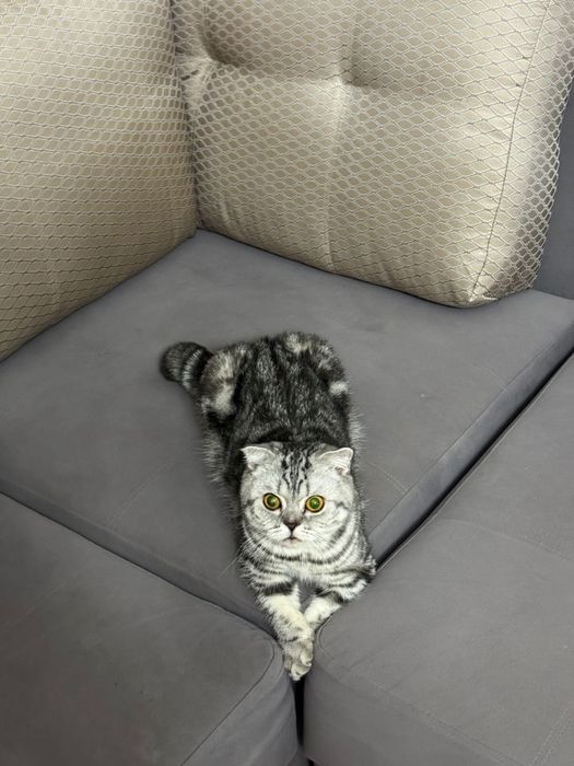 Шотландский вислоухий кошка