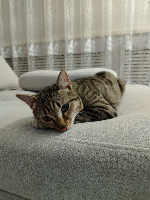 Отдам кота в хорошие руки