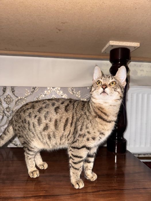 Кошка где-то 9 ойлик ойиси бенгал