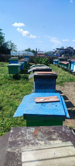 De vânzare familii albine puternice.