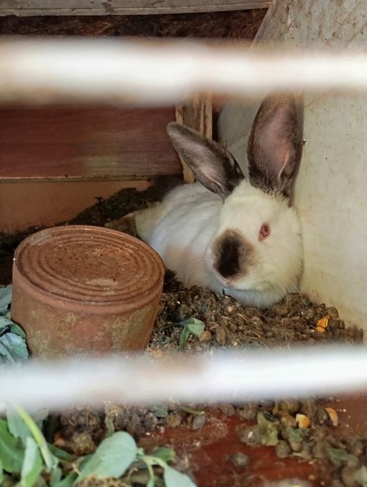 Iepurite și iepuroi