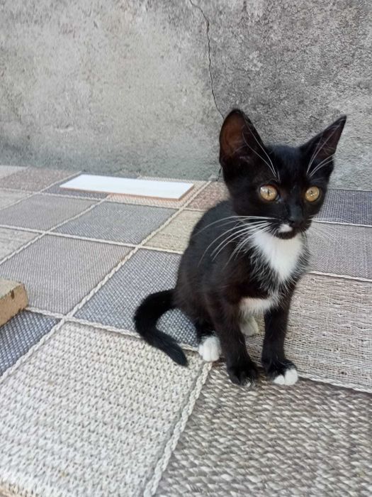 Donez  4 pui de  pisica de aproximativ 2 luni cu mama lor care este și sterilizata