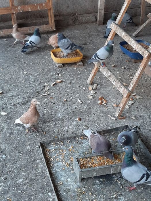 Vánd porumbei  voiajori  puii  urgent