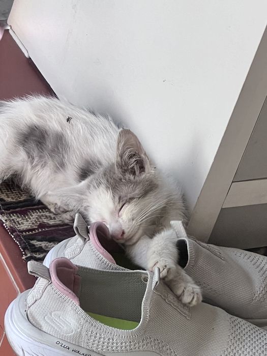 котята мальчики отдам в хорошие руки