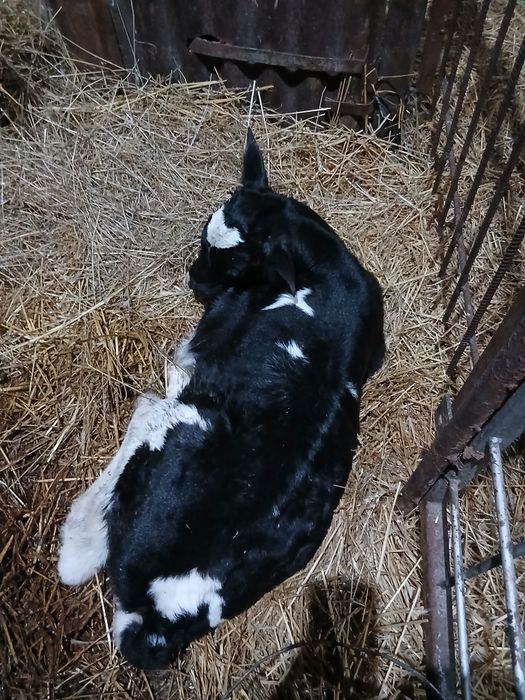 Vitei,vitele,juninci