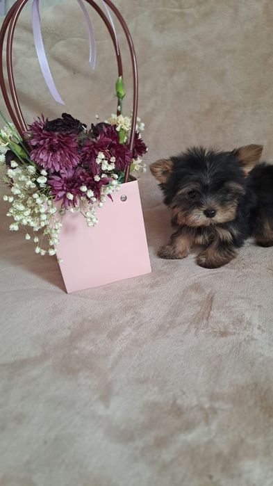 Щенки мини йорки