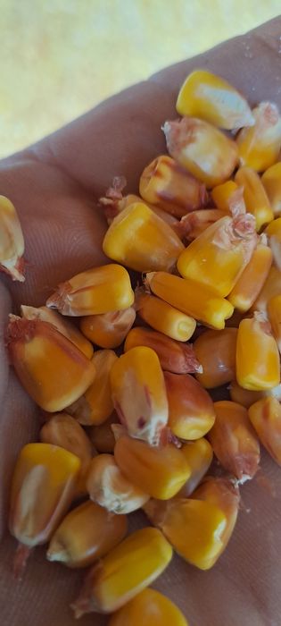 Vand porumb si grau vrac