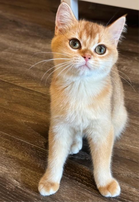 Fetita british shorthair chinchilla golden superba! Pedigree WCF