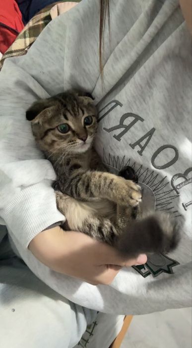 Продаётся шотландская кошечка