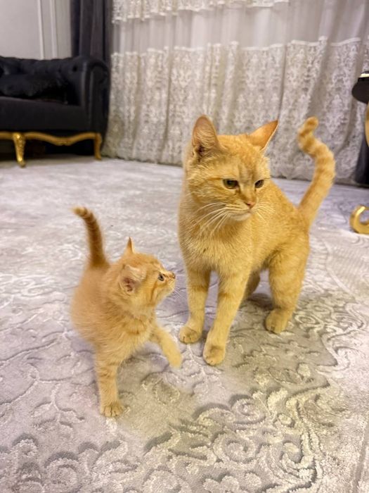 В Добрые руки Катята 2 мальчик 2 девочка и Мама