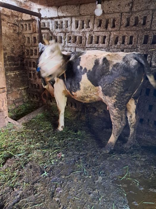 Vaca de vanzare de 2 ani