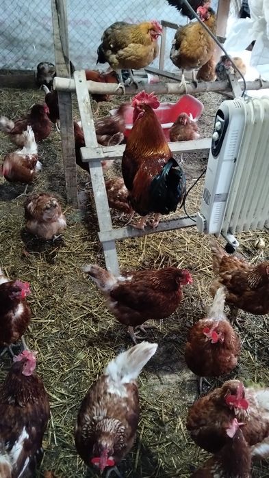 Яица для инкубации