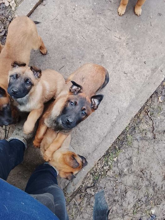 Малки белгийски овчарки