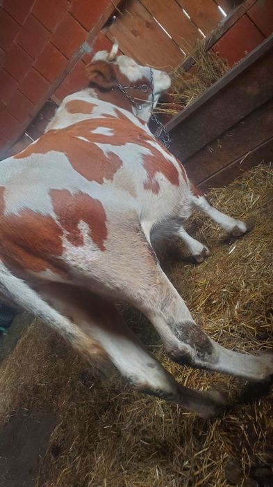 Vaca gestanta de 8 luni
