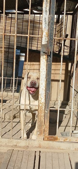 Предлогается на вязку кабель !